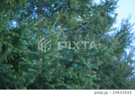 ドイツ唐檜　枝先の花は芽のカバーです。シーダーローズといわれています。 24635933