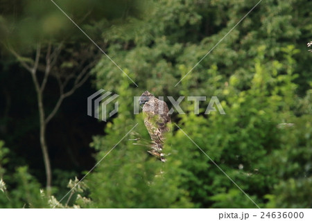 クマタカ クマタカ 24636000