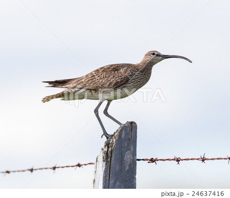 Whimbrel - Iceland 24637416