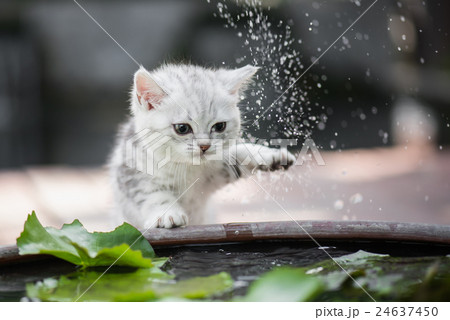 kitten shakes the water off its leg kitten shakes the water off its leg 24637450