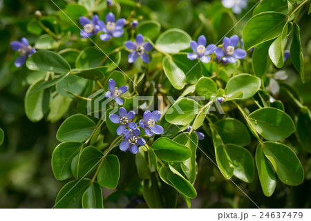 Close up little blue flowers Close up little blue flowers 24637479