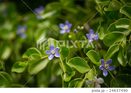 Close up little blue flowers 24637490