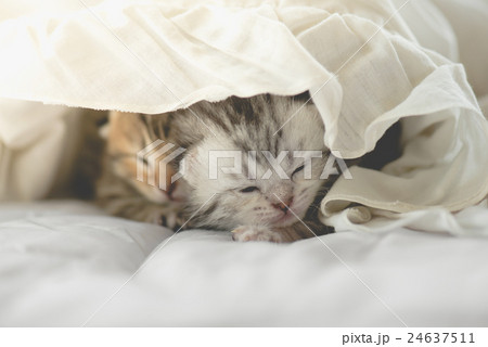 Cute tabby kittens lying 24637511