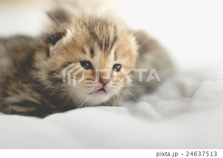 Cute tabby kittens lying Cute tabby kittens lying 24637513