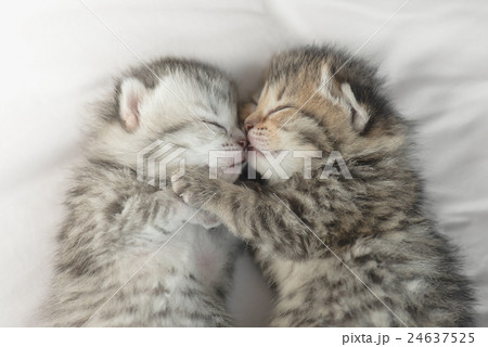 Cute tabby kittens sleeping and hugging Cute tabby kittens sleeping and hugging 24637525