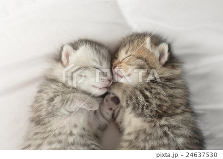 Cute tabby kittens sleeping and hugging 24637530