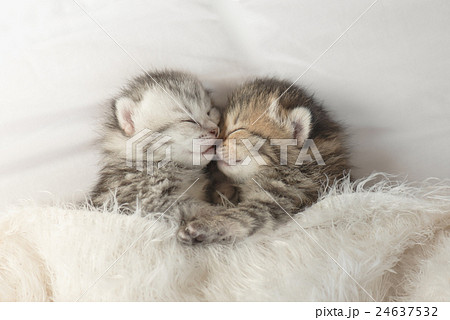 Cute tabby kittens sleeping and hugging 24637532