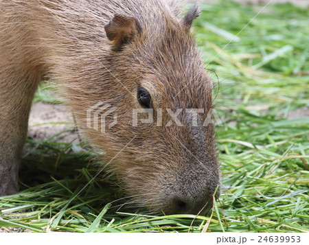 カピバラ 24639953