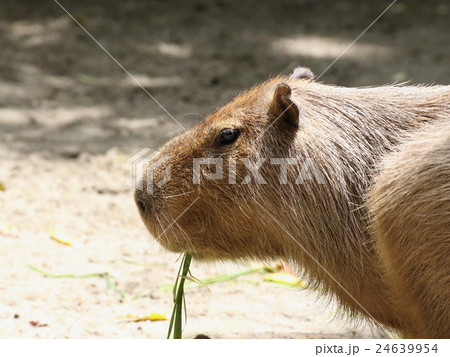 カピバラ 24639954