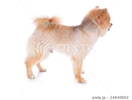 pomeranian dog brown short hair 24640603