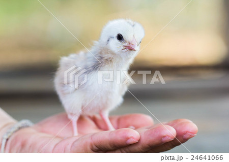 Close view of baby chick in girl's hand 24641066