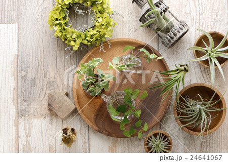 エアープランツ　チランジア　観葉植物 24641067