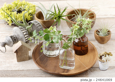 エアープランツ　チランジア　観葉植物 24641069