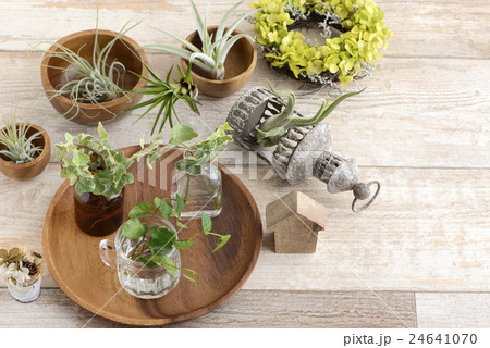 エアープランツ　チランジア　観葉植物 24641070