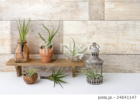 エアープランツ チランジア 観葉植物 エアープランツ チランジア 観葉植物 24641147