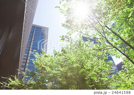 オフィス街の高層ビルと新緑 オフィス街の高層ビルと新緑 24641598
