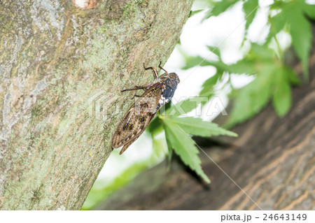 アブラゼミ 24643149