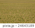 北海道　秋　稲　鷹栖町 24643189