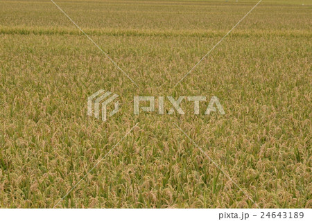 北海道 秋 稲 鷹栖町 北海道 秋 稲 鷹栖町 24643189