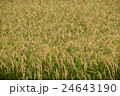 北海道　秋　稲　鷹栖町 24643190