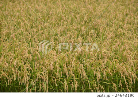 北海道 秋 稲 鷹栖町 北海道 秋 稲 鷹栖町 24643190