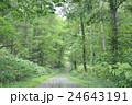 北海道　森林　鷹栖町 24643191