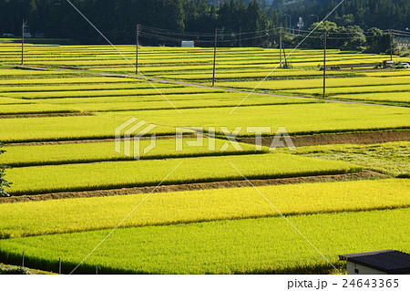 田んぼのグラデーション 24643365
