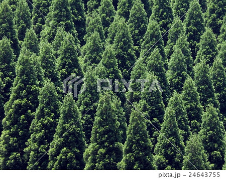 八女市 杉の木立ちの写真素材