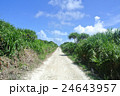 久高島、カーベル岬への一本道 24643957