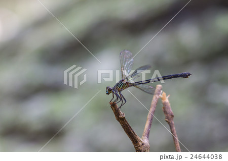 dragonfly resting on a branch in forest dragonfly resting on a branch in forest 24644038