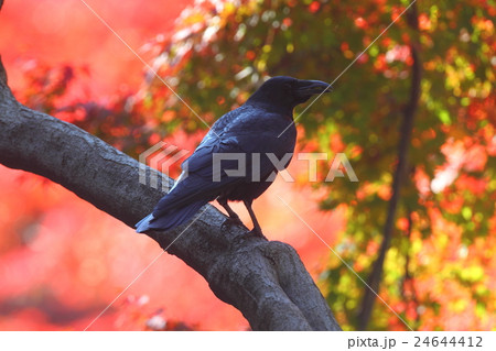 ハシボソガラスとモミジ 24644412