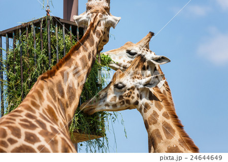 Giraffes feeding in a park Giraffes feeding in a park 24644649