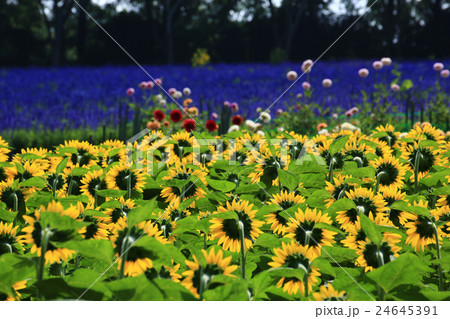 ひまわり098 24645391