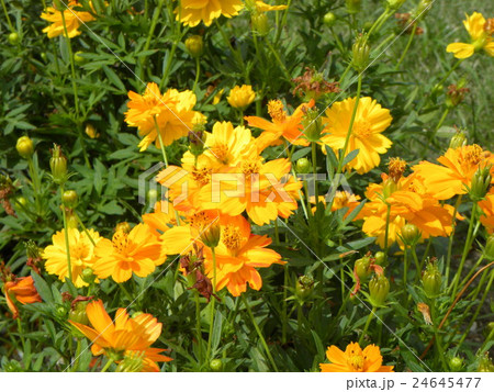 夏から秋にかけて花壇を賑わすキバナコスモスの黄色い花の写真素材