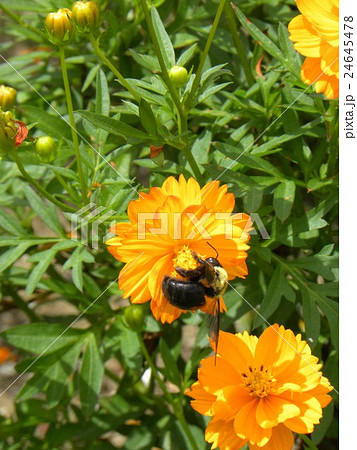 夏から秋にかけて花壇を賑わすキバナコスモスの黄色い花の写真素材