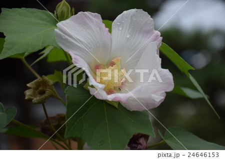 夏の京都 妙蓮寺 雨あがりの酔芙蓉 白 薄ピンク 朝と夕方で酔ったように色が変わる花 の写真素材