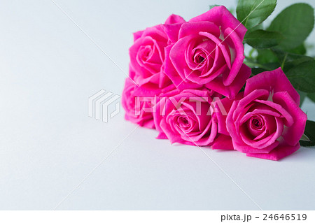 薔薇の花 24646519