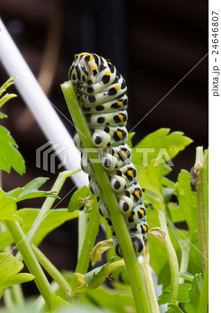キアゲハ幼虫 24646807
