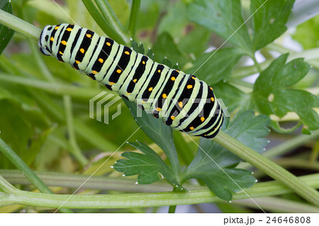 キアゲハ幼虫 キアゲハ幼虫 24646808
