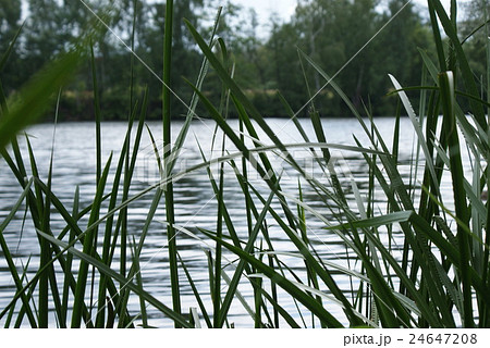 Aquatic plant leaves at an abandoned lake Aquatic plant leaves at an abandoned lake 24647208