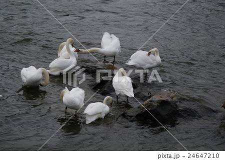 White swans in a river 24647210