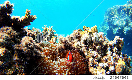 沖縄 渡嘉敷島の阿波連ビーチ水中撮影 ハマクマノミ 沖縄 渡嘉敷島の阿波連ビーチ水中撮影 ハマクマノミ 24647641