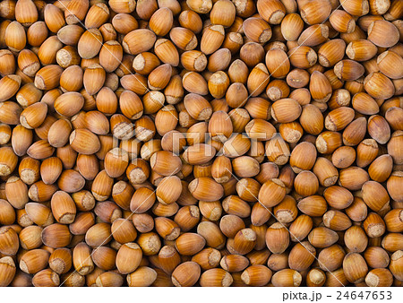 Pile of common hazelnuts Pile of common hazelnuts 24647653