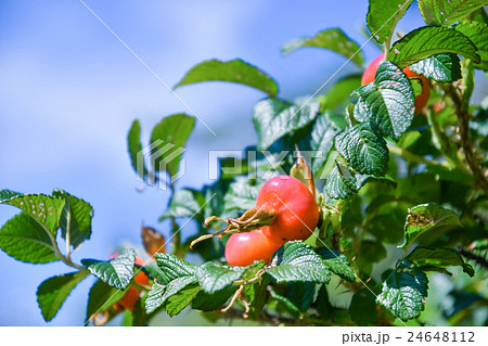 ハマナスの実 北海道 小樽市の写真素材 ハマナスの実 北海道 小樽市の写真素材