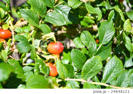ハマナスの実 / 北海道 小樽市 ハマナスの実 / 北海道 小樽市 24648121