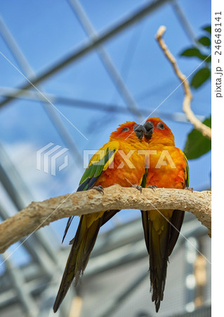 仲が良いコガネメキシコインコのペア 24648141