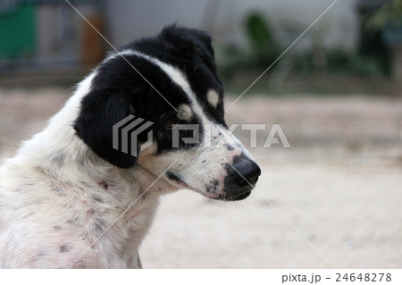 A dog with aggressive at Thailand 24648278