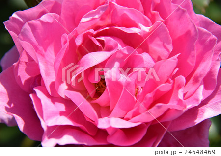 ローズガーデン ～青島こどものくに・フラワーフェスタ～ （宮崎県宮崎市） 24648469