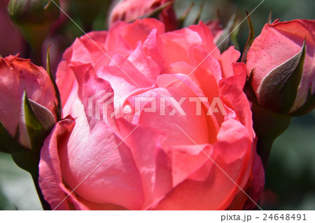 ローズガーデン ~青島こどものくに・フラワーフェスタ~ (宮崎県宮崎市) ローズガーデン ~青島こどものくに・フラワーフェスタ~ (宮崎県宮崎市) 24648491