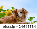 cute 24648534